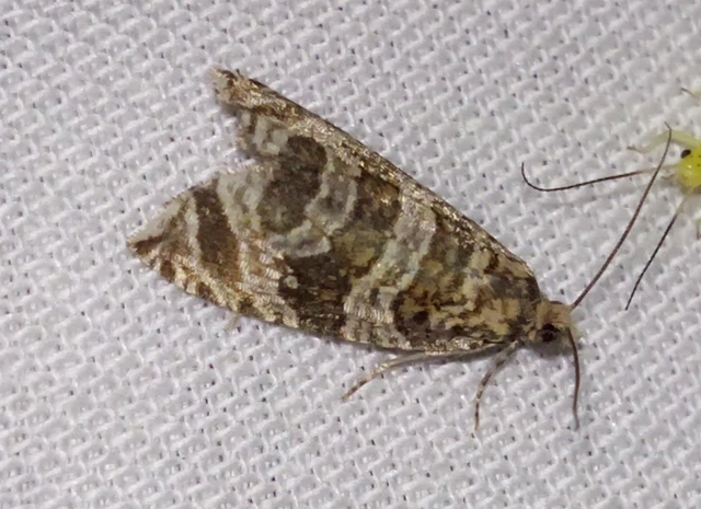Celypha rivulana - dudvasodró tükrösmoly