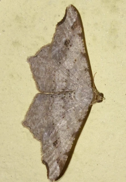 Macaria alternata - közönséges szürkearaszoló