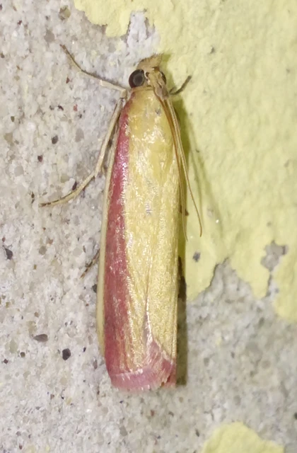 Oncocera semirubella - lucernamoly