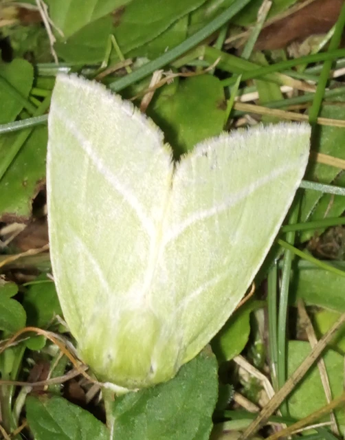 Pseudoips prasinana - bükkfa-zöldbagoly