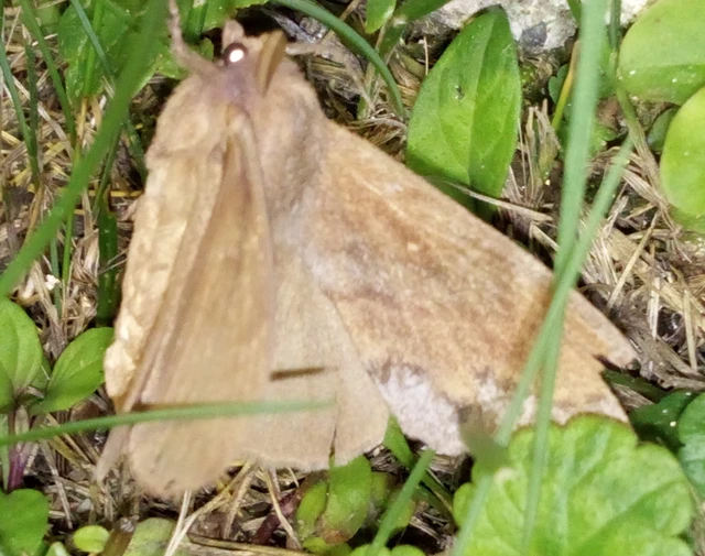 Dendrolimus pini - fenyőpohók