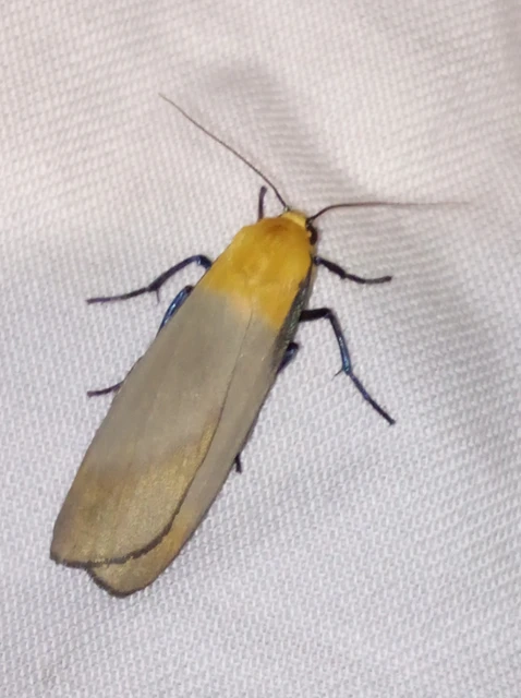 Lithosia quadra - négypettyes zuzmószövő