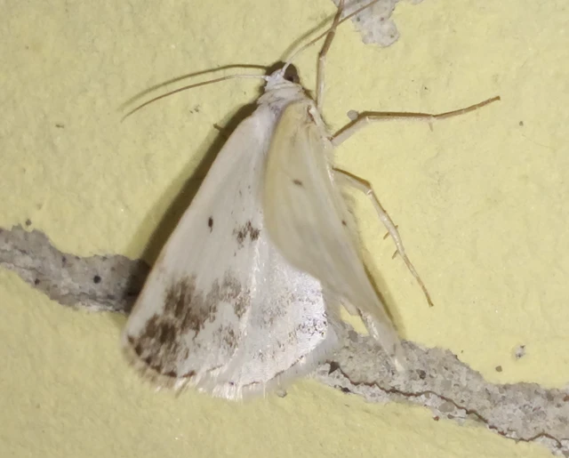 Lomographa temerata - foltos fehéraraszoló