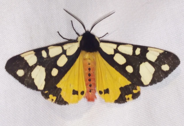 Arctia villica - fekete medvelepke