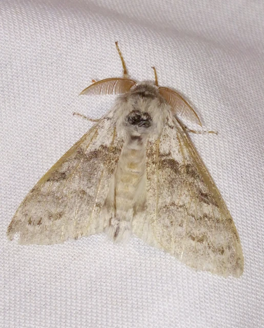 Calliteara pudibunda - hamvasszövő