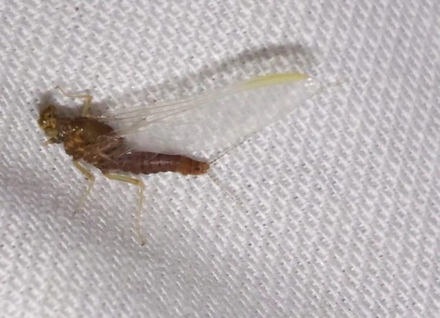 Ephemeroptera - Kérészek