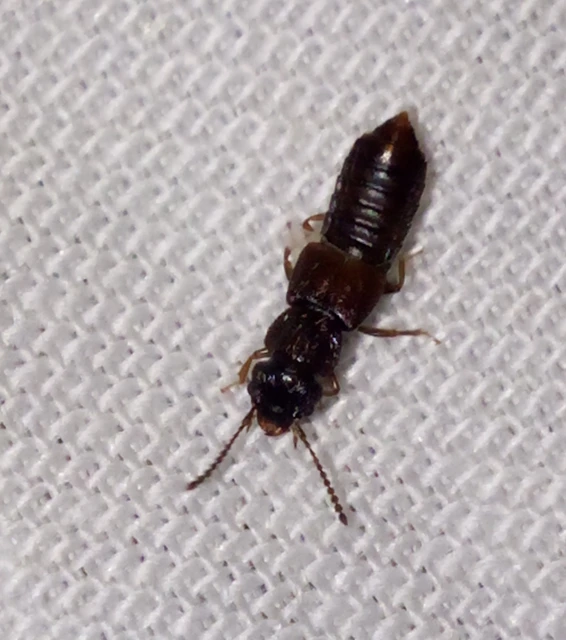 Anotylus rugosus - rovátkáshátú korhóholyva Anotylus rugosus - rovátkáshátú korhóholyva
