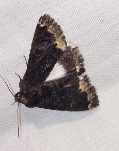 Catephia alchymista - fekete övesbagoly