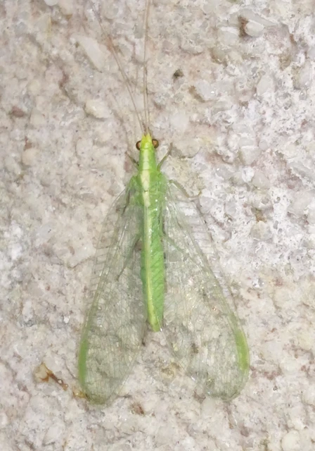 Chrysoperla