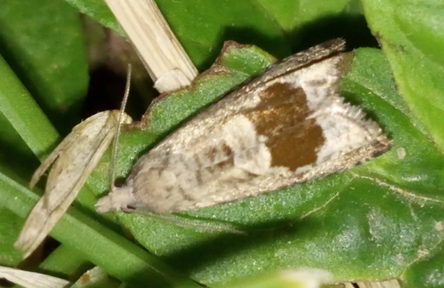 Notocelia uddmanniana - málnasodró tükrösmoly