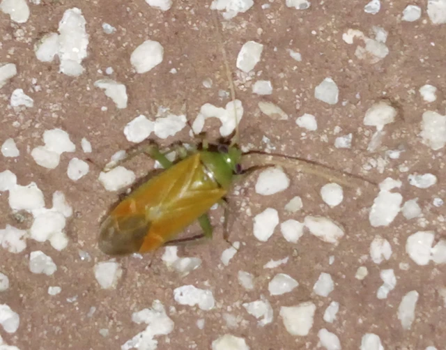 Dichrooscytus