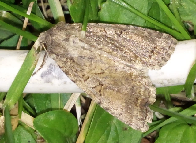 Apterogenum ypsillon - ipszilon-erdeibagoly