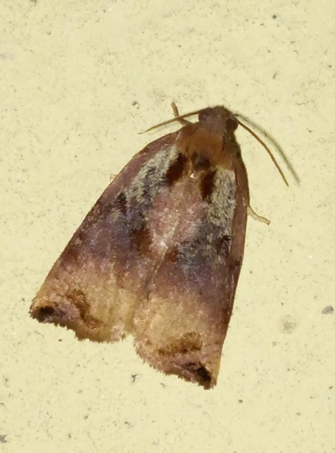Archips podana - dudvarágó sodrómoly