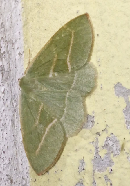 Hylaea fasciaria - erdeifenyő-sávosaraszoló
