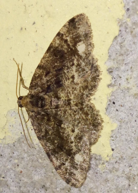 Parectropis similaria - barna zuzmóaraszoló