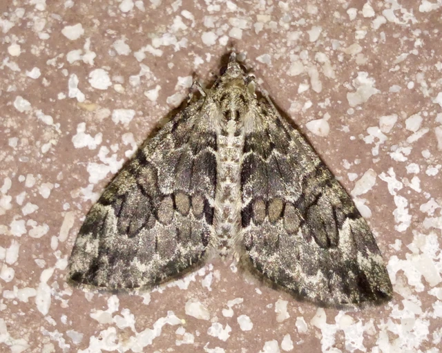 Thera variata/britannica