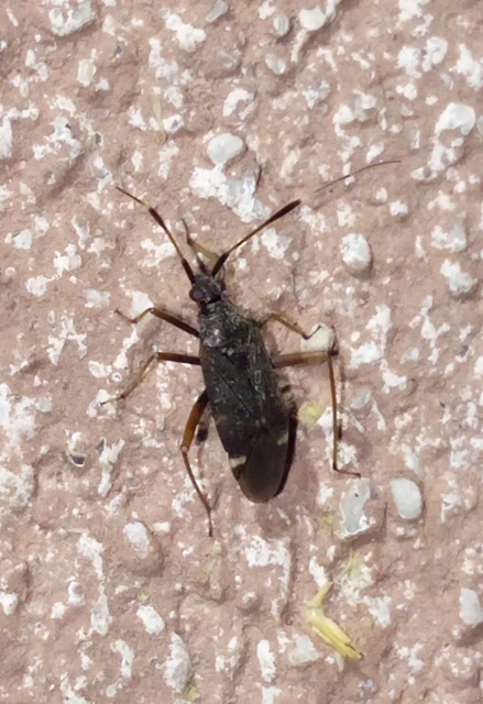 Closterotomus biclavatus - aranyszőrű mezeipoloska