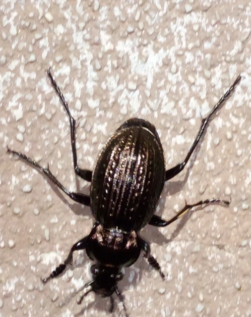 Carabus ulrichii - rezes futrinka Carabus ulrichii - rezes futrinka