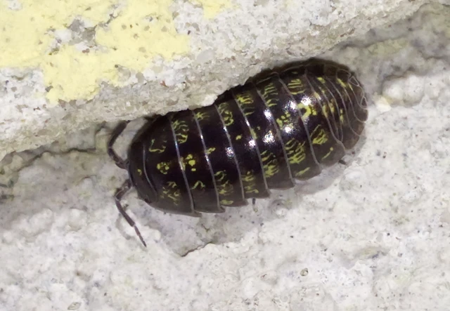 Isopoda - Ászkarákok