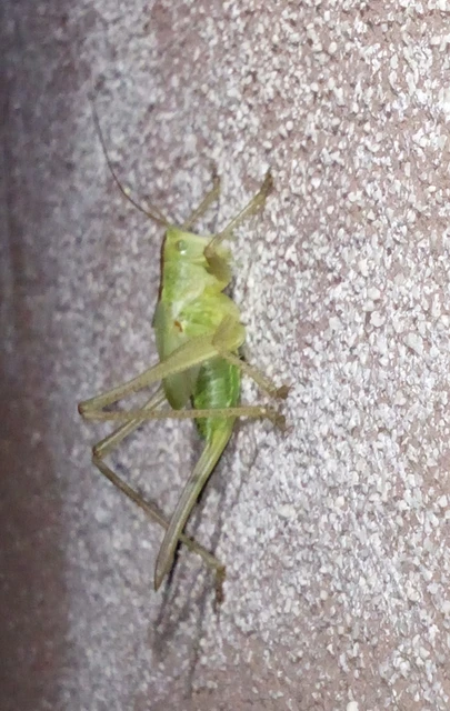 Tettigonia viridissima - zöld lombszöcske