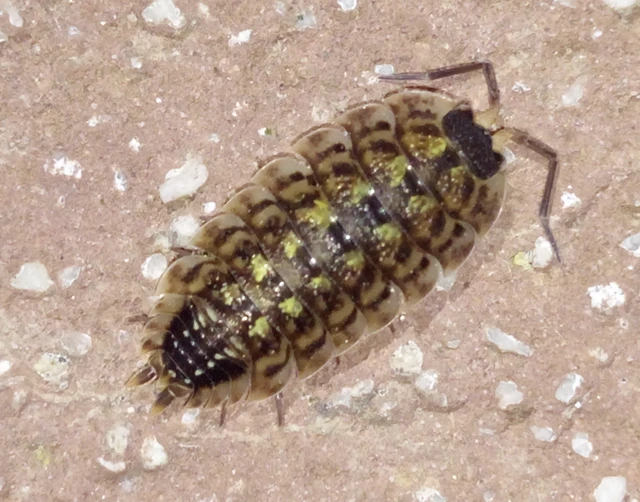 Isopoda - Ászkarákok