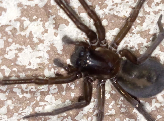 Amaurobius ferox - nagy eretnekpók