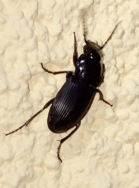 Abax parallelus - karcsú szélesfutó
