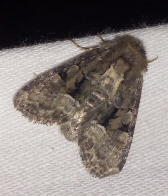 Oligia strigilis/latruncula/versicolor