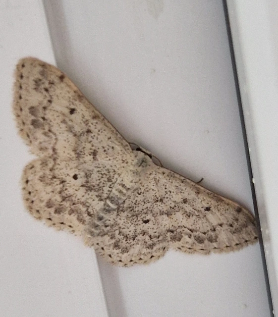 Scopula marginepunctata - pettyes sávosaraszoló