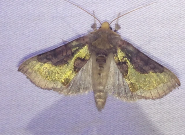 Diachrysia stenochrysis - rejtőző aranybagoly