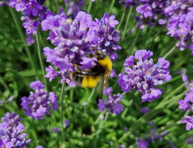 Bombus haematurus - mediterrán poszméh