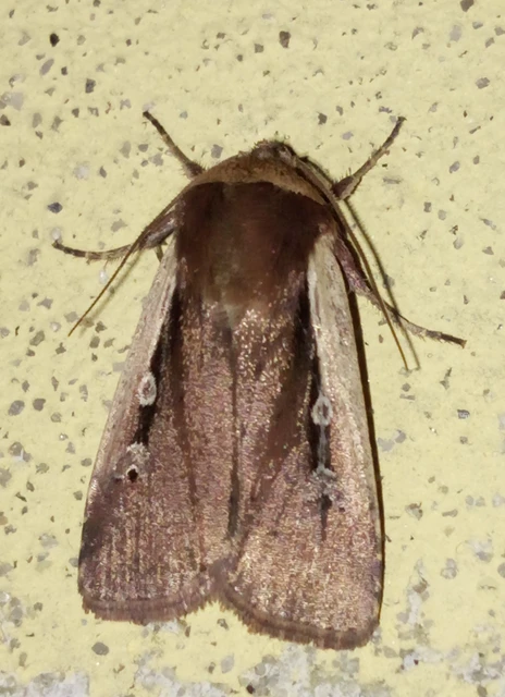 Ochropleura plecta - fehérszegélyű fűbagoly