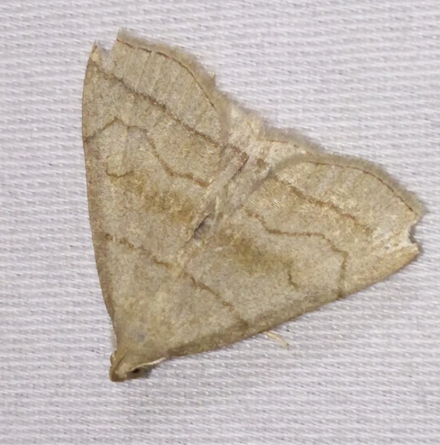 Herminia tarsicrinalis - szőröslábú karcsúbagoly