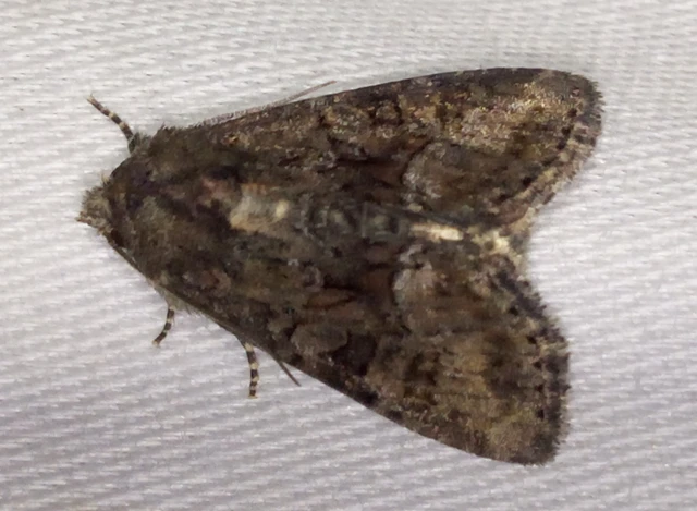 Oligia strigilis/latruncula/versicolor