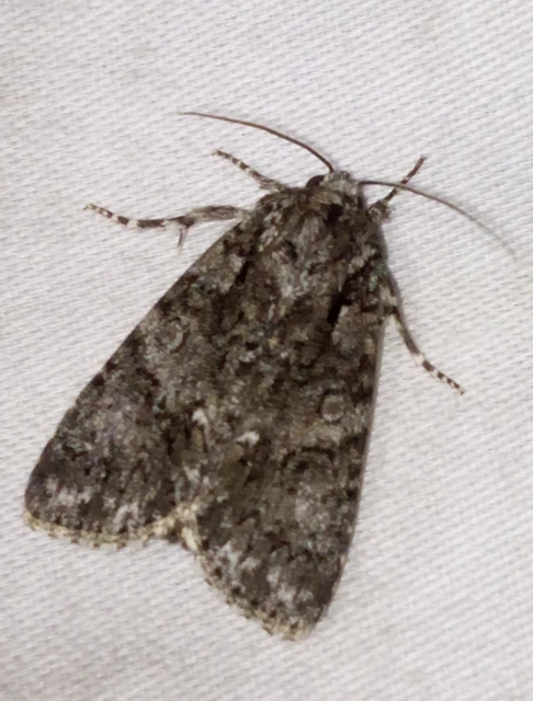 Acronicta rumicis - sóska-szigonyosbagoly