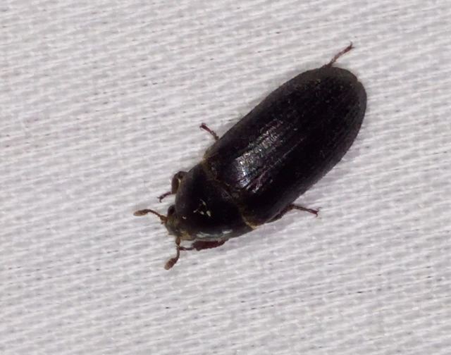 Dermestes bicolor - fészeklakó porva Dermestes bicolor - fészeklakó porva