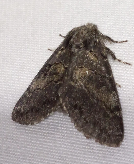 Gluphisia crenata - kormos púposszövő