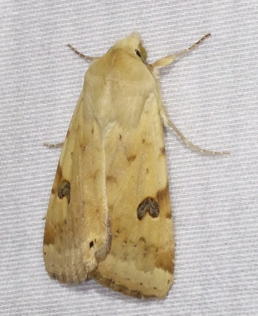 Heliothis peltigera - nagy veteménybagoly