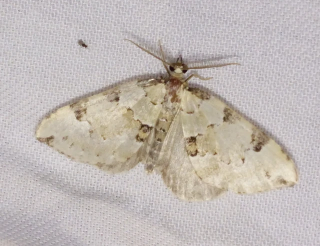 Colostygia pectinataria - zöld levélaraszoló