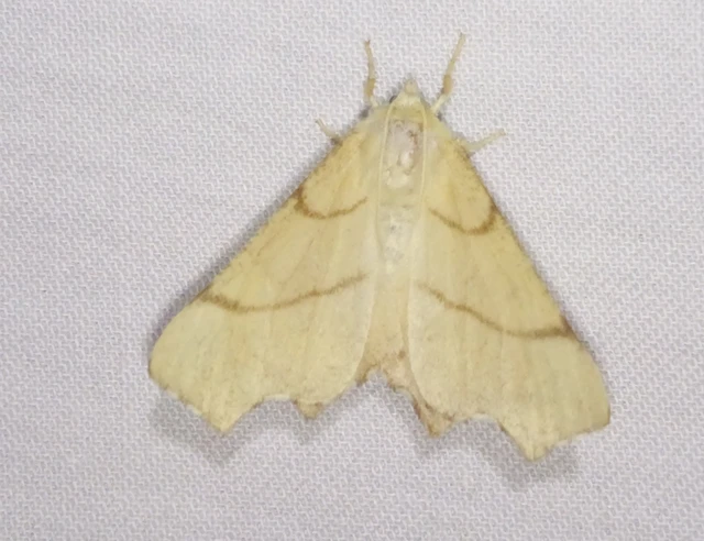 Ennomos erosaria - hársfa-levélaraszoló