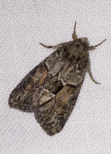 Cryphia fraudatricula - homoki zuzmóbagoly