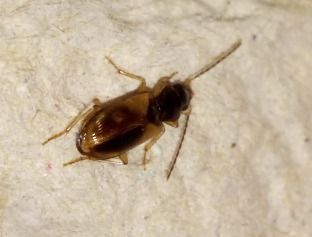 Anthracus consputus - nyerges kisdedfutó