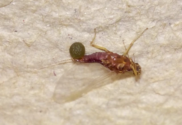 Ephemeroptera - Kérészek