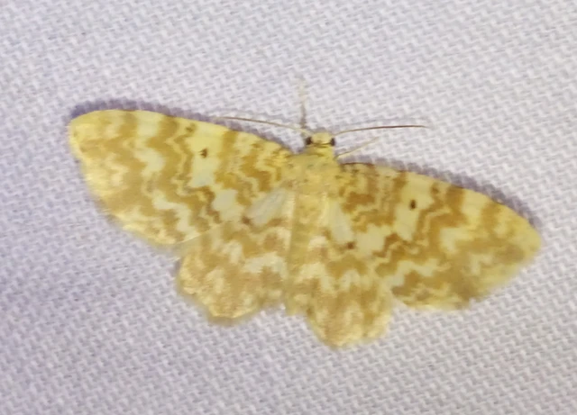 Hydrelia flammeolaria - narancssárga araszoló