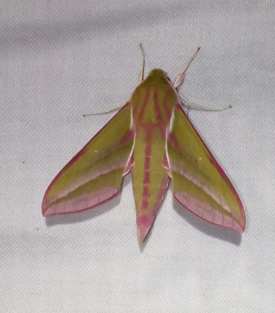 Deilephila elpenor - szőlőszender