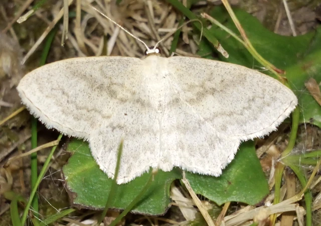 Scopula nigropunctata - feketepettyes araszoló