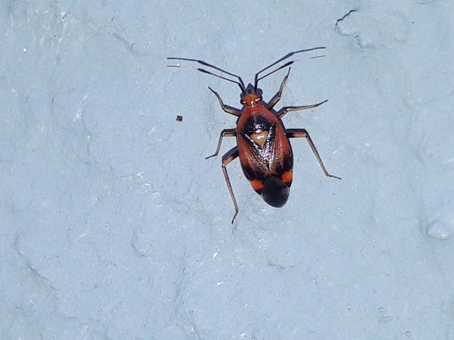 Deraeocoris ruber - vöröses mezeipoloska