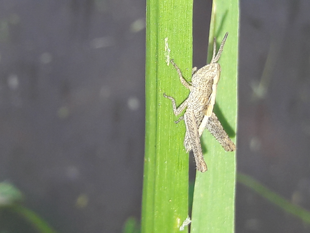 Chorthippus (Glyptobothrus) (subgenus)