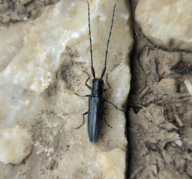 Agapanthia cardui - sávos bogáncscincér