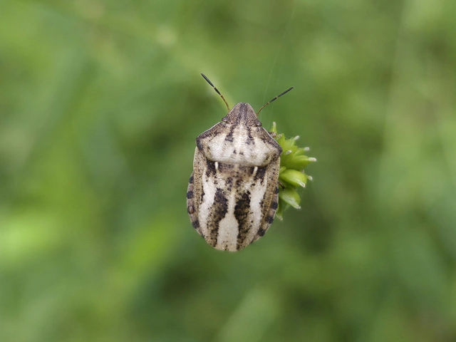 Eurygaster